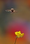 Sirfide in volo Sirfide in volo