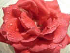 ROSA 1 ROSA 1