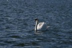 Swan Swan