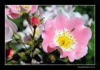 Rosa 1 Rosa 1