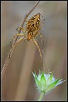 Spider ragno!!! Spider ragno!!!