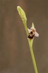 ophrys