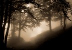 nella nebbia nella nebbia