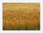:: Grano :: :: Grano ::