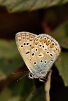 Polyommatus icarus Polyommatus icarus