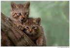 Cuccioli di gatto selvatico Cuccioli di gatto selvatico