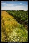 my lands