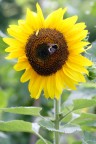 Girasole con ape Girasole con ape