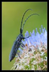 Agapanthia cardui Agapanthia cardui