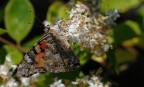 vanessa cardui vanessa cardui