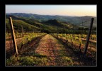 Scende la sera sui vigneti