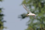 Pesce in volo Pesce in volo