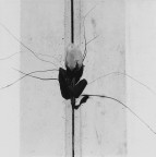 Stampa ai sali d'argento su carta baritata.
Anno:2006 - Misure:48.0x48.0
Hasselblad 503CW - 120 mm - Ilford FP4 Plus 125 - 1/30 - f 32