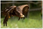 Volando Volando