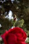 Quello che sarà... Quello che sarà...