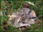 Il cucciolo Il cucciolo