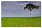 Il pino solitario Il pino solitario