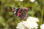 Vanessa Vanessa