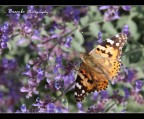 Farfalla divaricata... Farfalla divaricata...