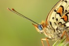 Melitae Phoebe 3.oo Melitae Phoebe 3.oo