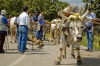 "Maggio" di Accettura "Maggio" di Accettura