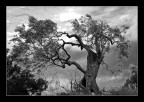Tree Tree