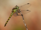 libellula libellula