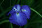 Iris Iris
