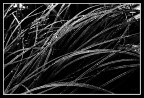linee linee