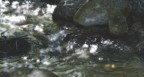 Waves Waves