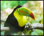 Tucano # 2