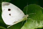 Farfallina 2