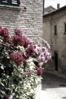 rose... rose...