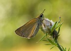 Hesperiidae Hesperiidae
