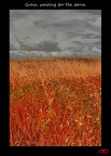 Grain waiting for the storm Grain waiting for the storm