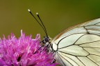 Aporia crataegi Aporia crataegi
