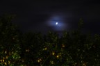 Limoni a lume di luna Limoni a lume di luna