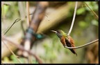 Colibrì Colibrì