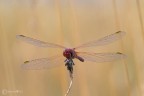 libellula rossa