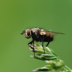 Mosca Mosca