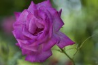 La rosa rosa La rosa rosa