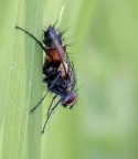 Brachycera Brachycera