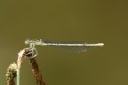 libellula "gialla"... libellula "gialla"...