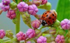 Una coccinella tra i pastelli