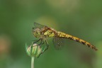 libellula