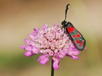 falena rossonera falena rossonera