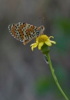 Melitaea cinxia e amica