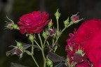 Rosa rossa e boccioli 01 Rosa rossa e boccioli 01