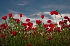 papaveri 2