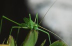 alien alien
